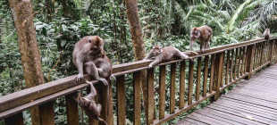 Фотографии Леса обезьян