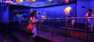 Океанариум в Бангкоке: цена, фото, описание Siam Ocean World